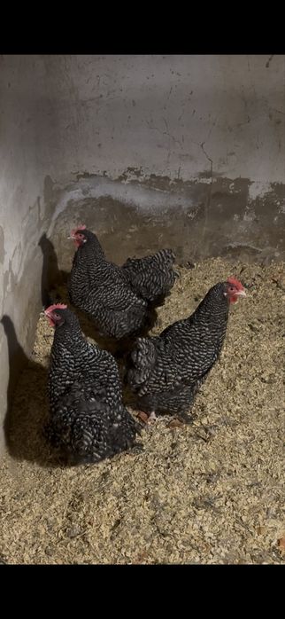 Куры мехеленской кукушки