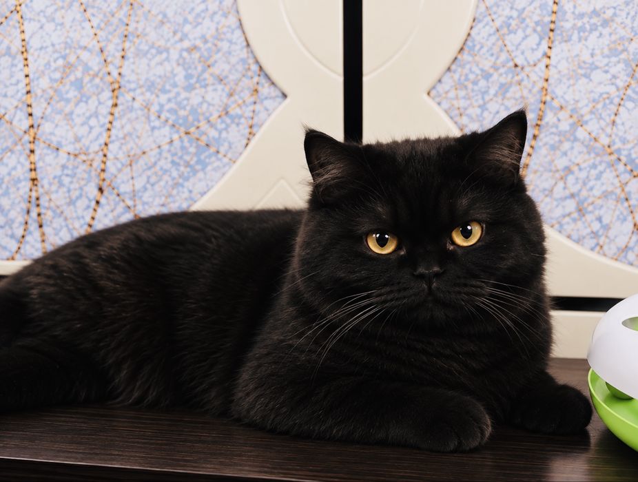 British shorthair black femela cu pedigree