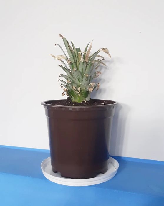 Укорененый ананас. Крупноплодный..