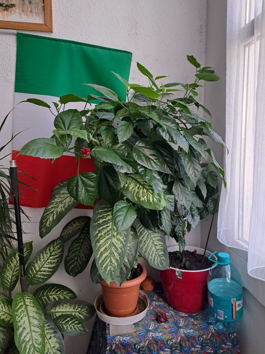 Plante verzi la ghiveci.