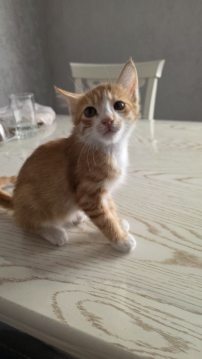Котята бесплатно, бепул мушукчалар