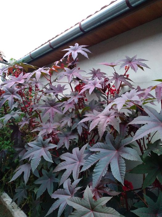Seminte de ricin ornamental