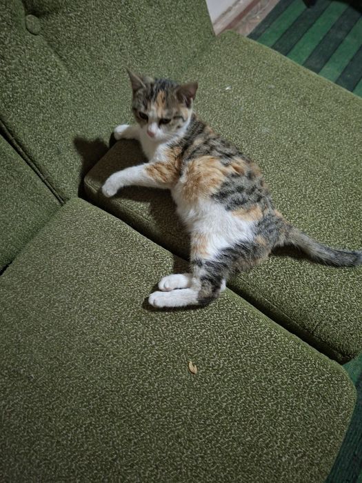 Отдам в хорошие руки