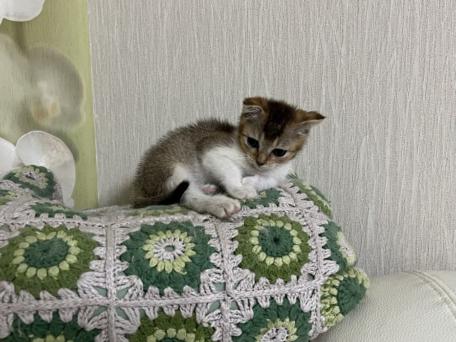 Котенок девочка, помесь