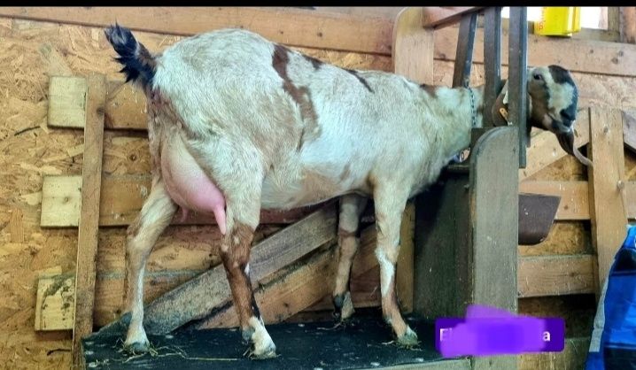 Lapte de capra Anglo Nubian