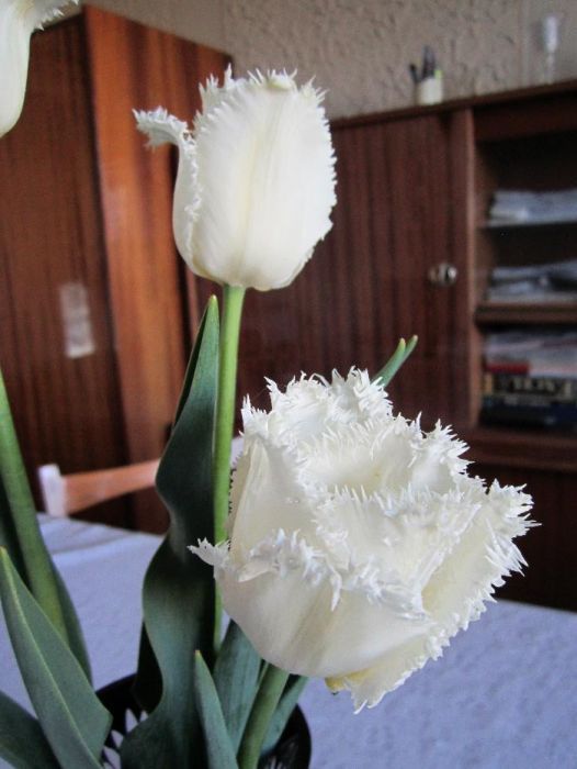 Bulbi de lalele -MIX circumferinta 12/13/14; 10/11; 7/8