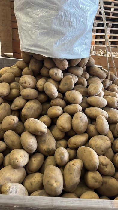 Cartofi import Olanda! 65/+