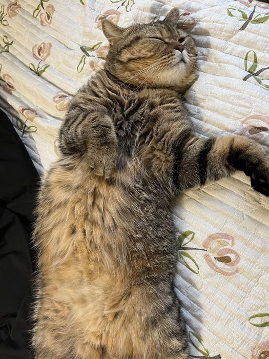 Отдам кота даром