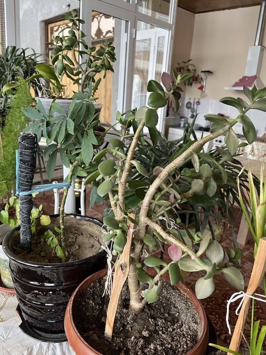 Хонаки гуллар сотилади, қиммат эмас. Шошилинг