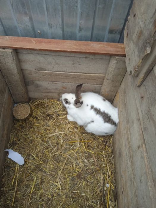 Кролики  двух месячные