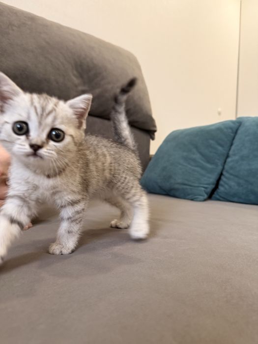 Котенок шотландец