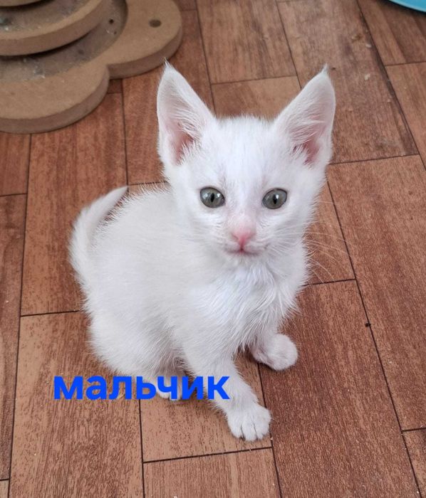 Отдам котят в любящие ручки
