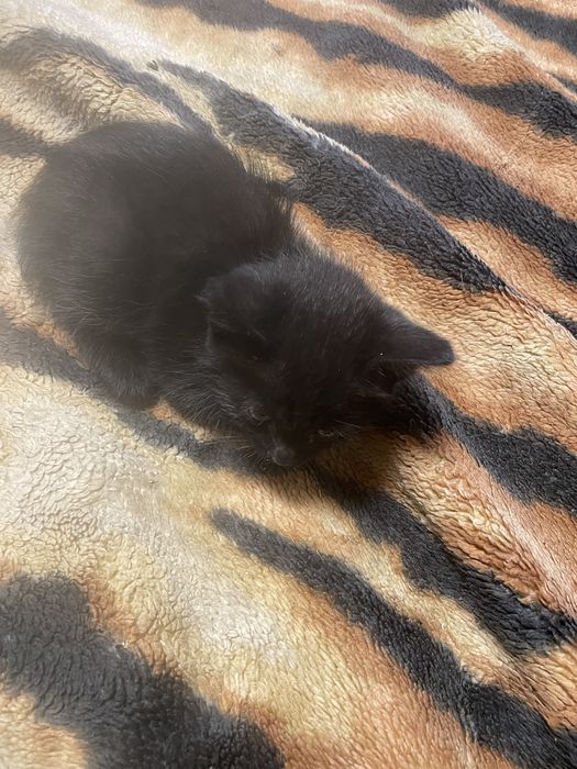 Подкинули котенка.