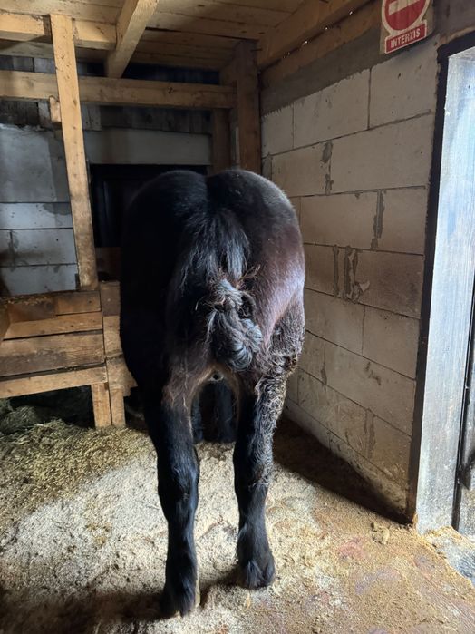 Mânji armăsari de vânzare