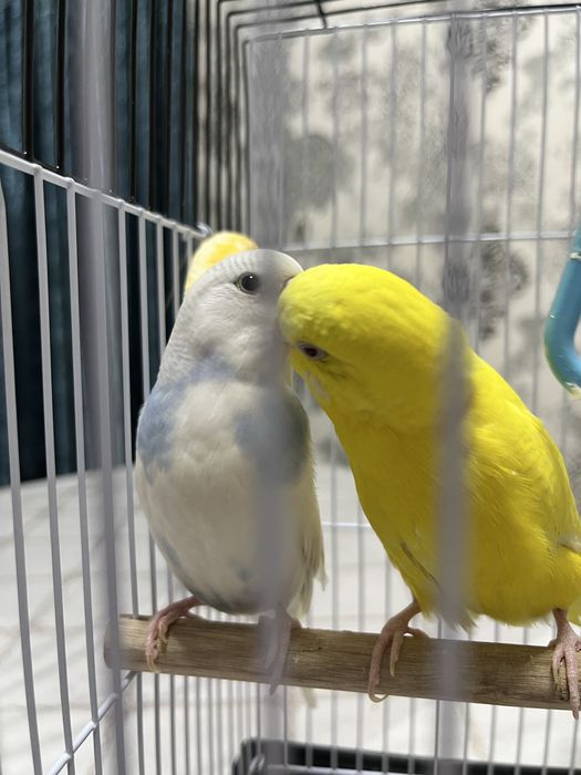 Волнистые попугайчики вместе с парой.