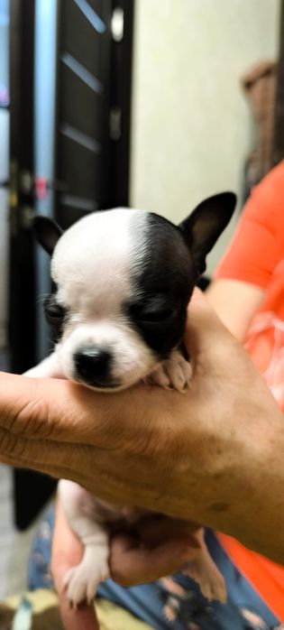 щенки чихуахуа три мальчика