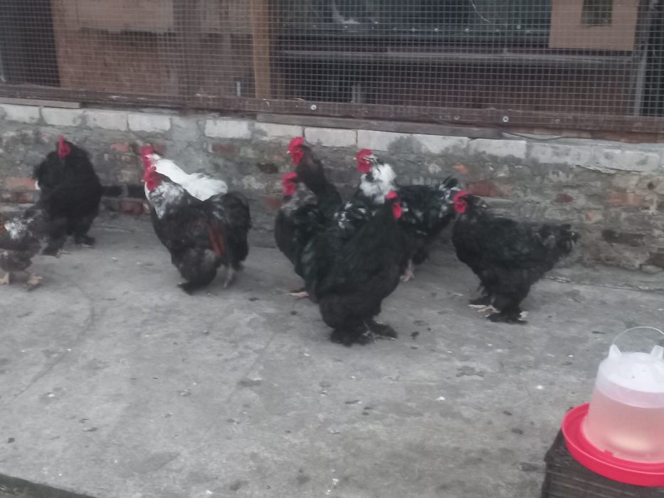 Куры разных пород