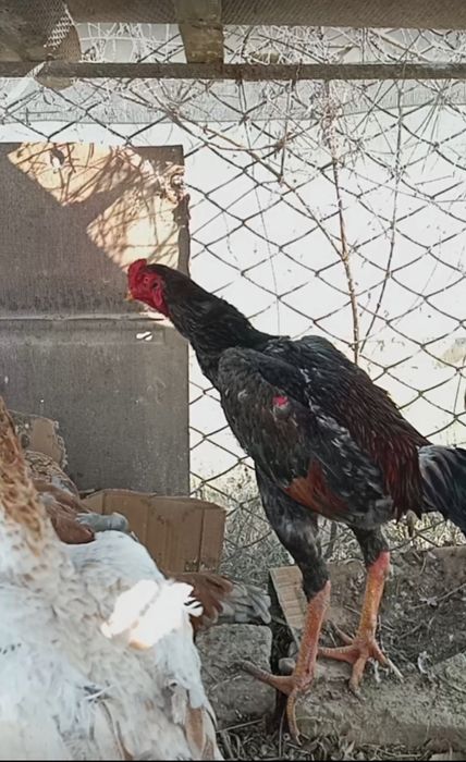 О шамо июньыски чужа