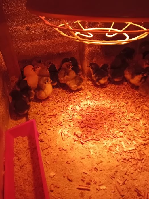 Pui de gaina  australorp
