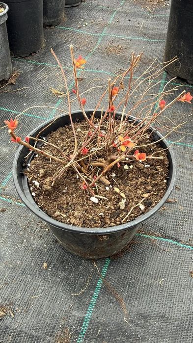 Спирея  златна принцеса