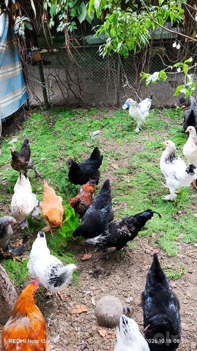Продам курочек и петушков породы брама