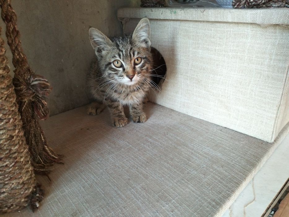 Котенок мальчик в добрые руки!