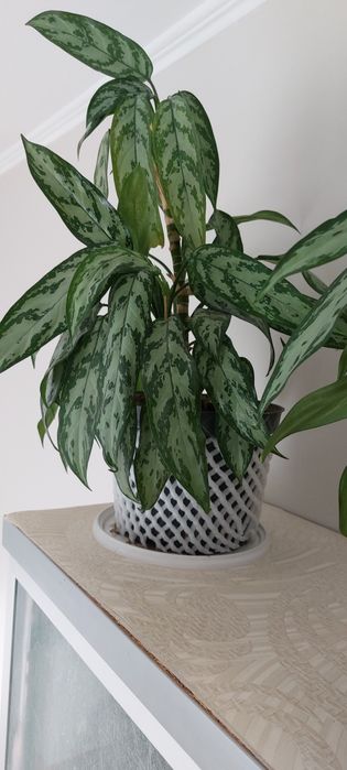 Аглаонема шикарная, сильвер квин