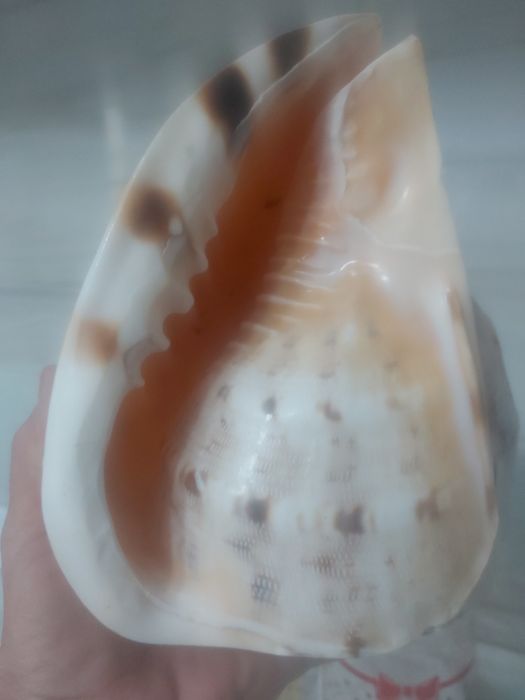 Vand scoică  uriașă  din Atlantic