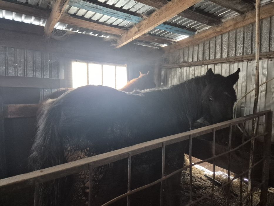 Продам тайлар на откорме