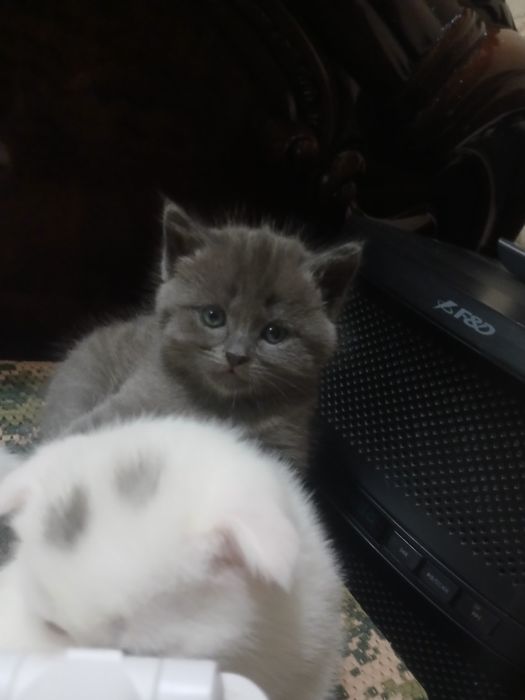 Mushukchalar strayd va fold