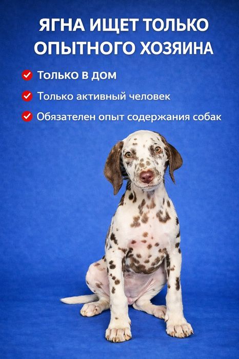 Алматы. Щенок в добрые но опытные руки. Читать объявление до конца