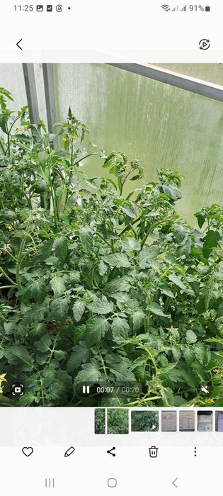 Продам  Ирисы, рассаду помидор