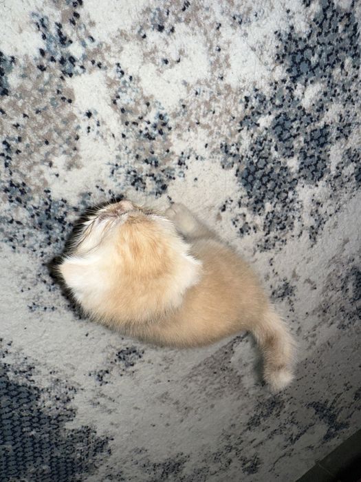 Shotlandskiy mushukchalar