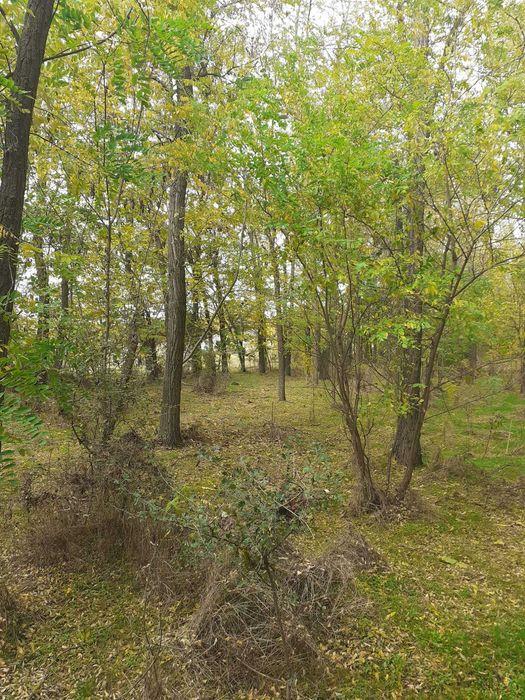 Vând pădure Mărgheni, Olt