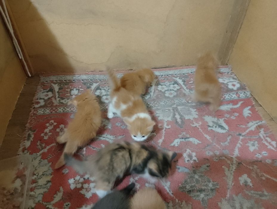 Отдам котят бесплатно