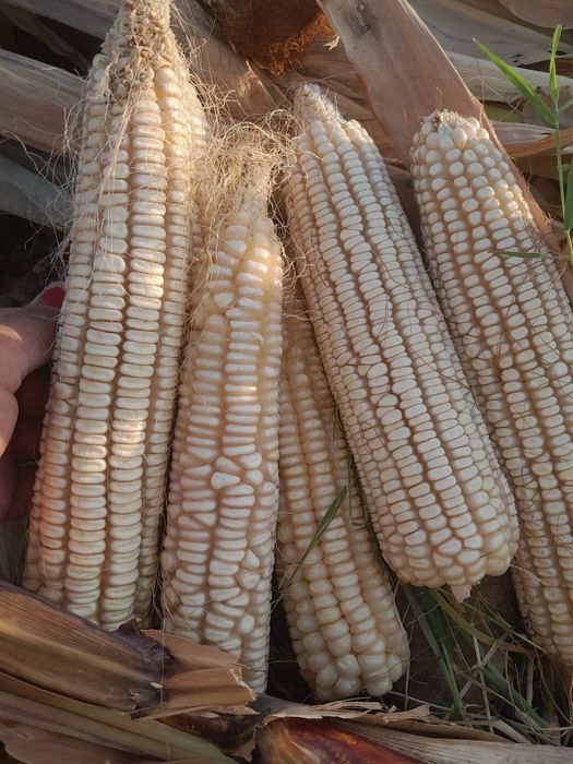 Жугеры бар ак жугеры