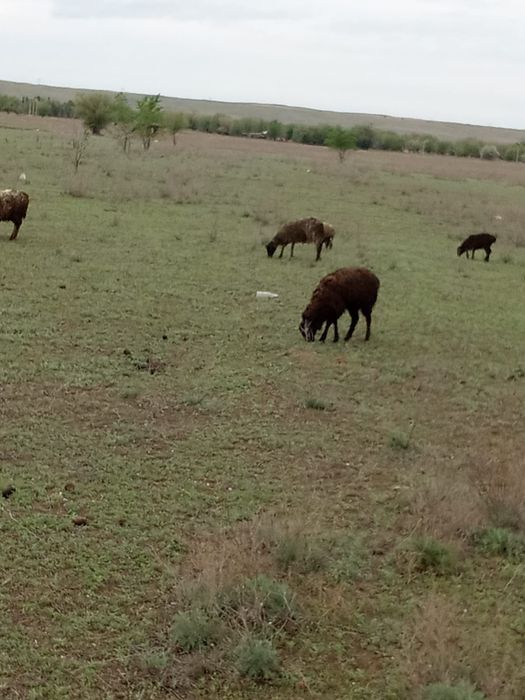 Продаем маток и кошкара