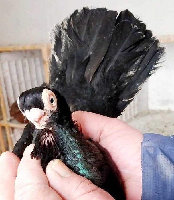 Класни Плевенски гълъби