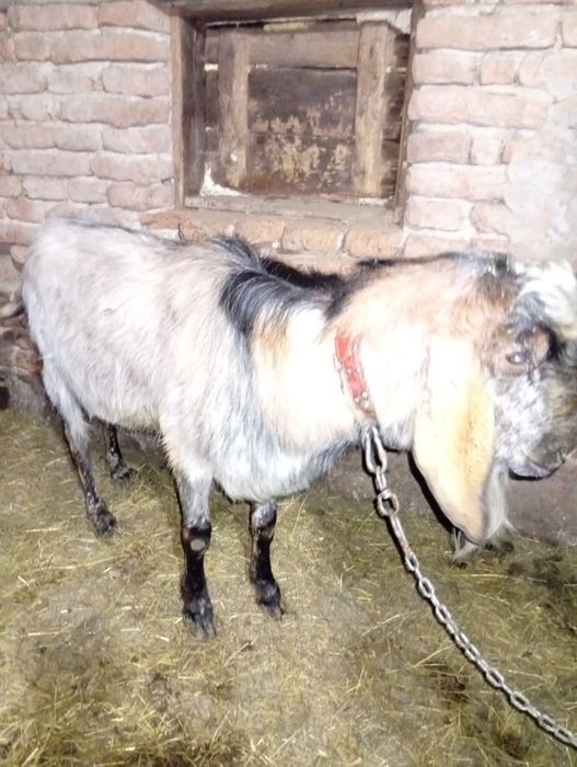 Țap anglo nubian de vînzare