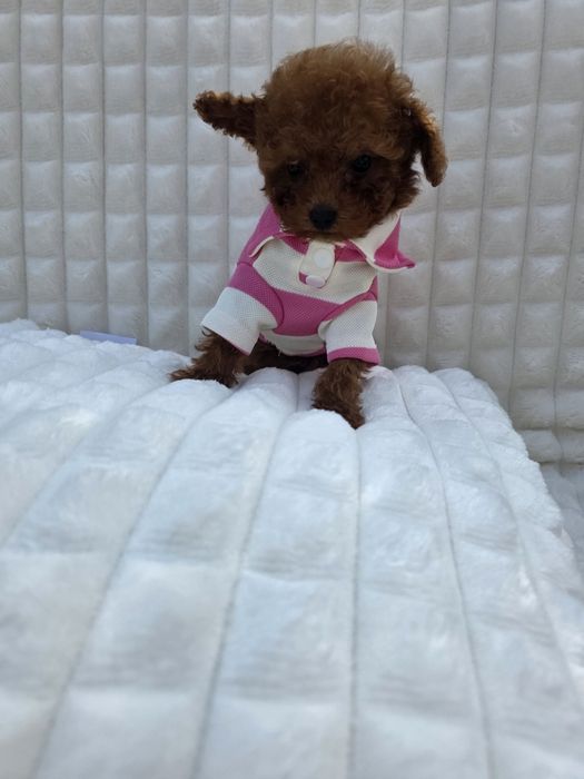 Резервирано!Пудел тийкъп момче с документ за произход