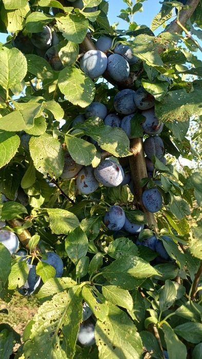 Vand prune,producator  local
