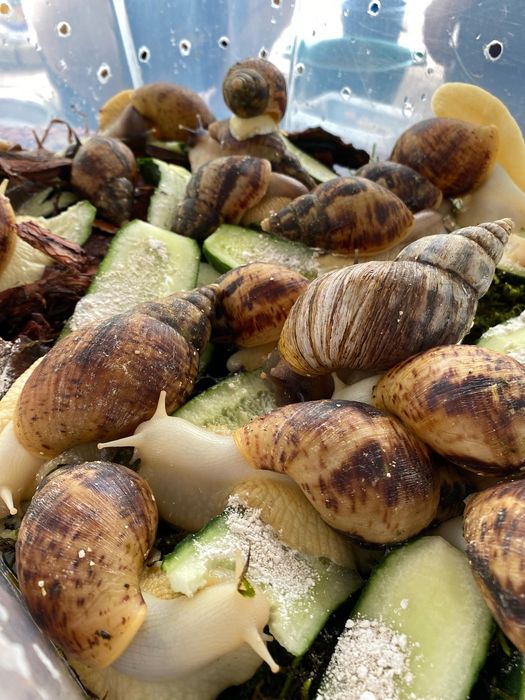 Улитка Ахатина