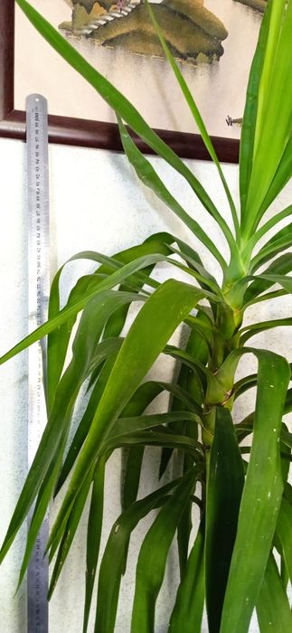 Продам цветок юкка..