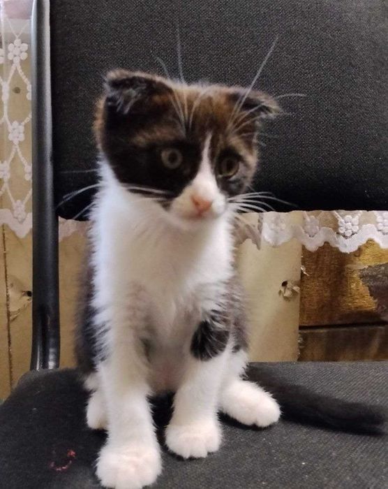 Отдам даром котят веслоухие