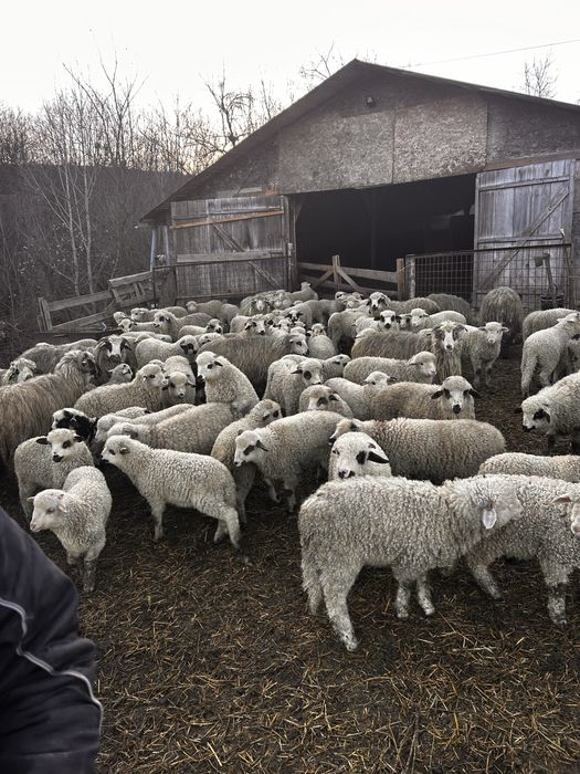 Vand Mieii rasa Turcana !