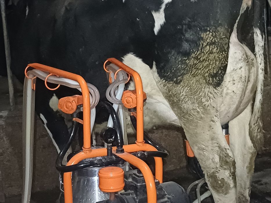 Vaci cu lapte, din rasa hollstein, tinere,