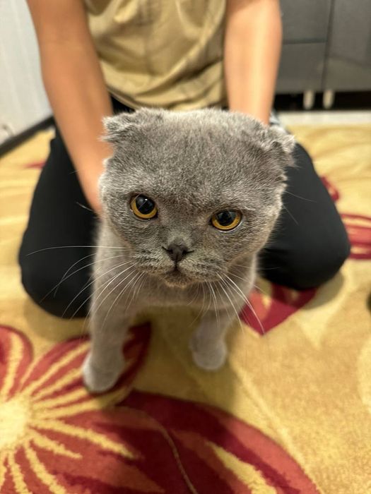 продаются породистые котята SCOTTISH