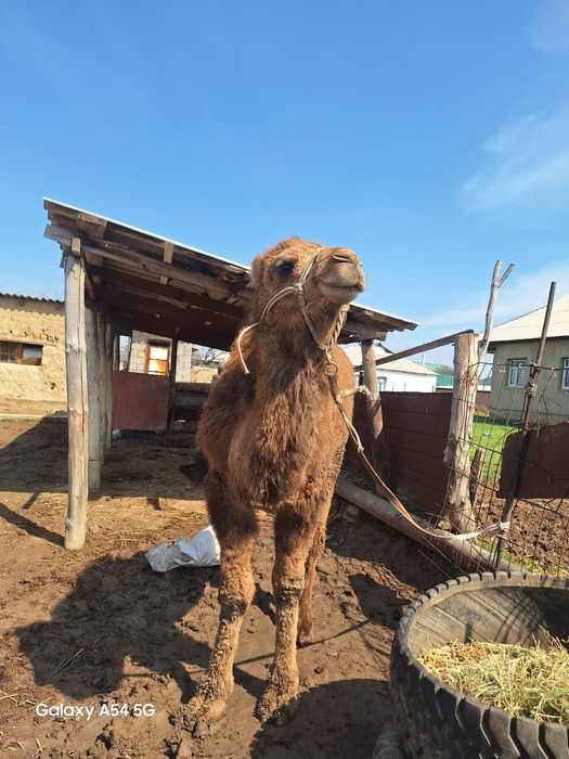Туйе сатылады багасын келісеміз
