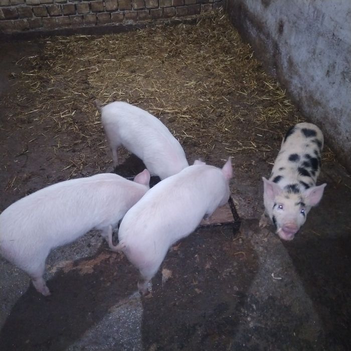 Продаётся поросята