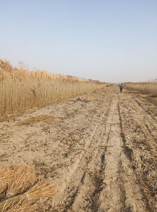 Tut kuchatlari , payvand balxi,sensa